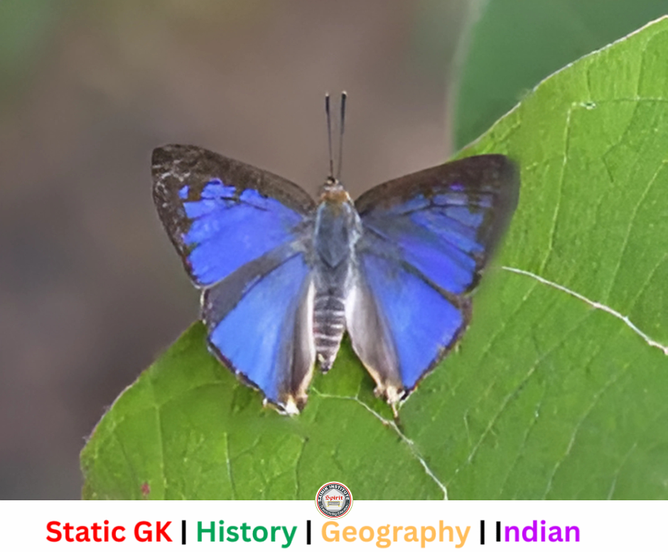 New Butterfly Species Zographetus mathewi Found in Kerala's Western Ghats | By Sainik Institute Lucknow